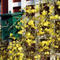 winter jasmine